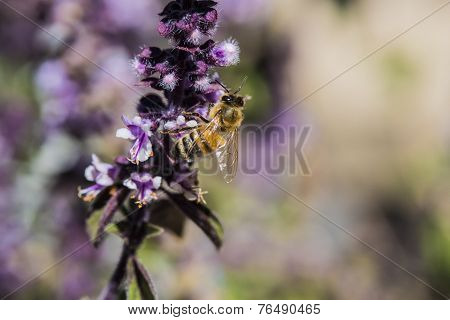Honey Bee
