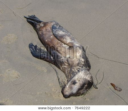 ตราการตายน้อย