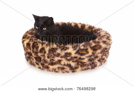 Black Cat Resting
