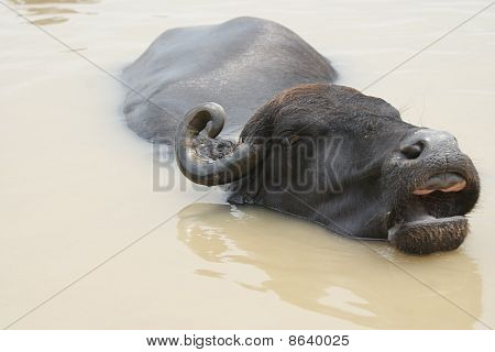 Vodního buvola v ganges