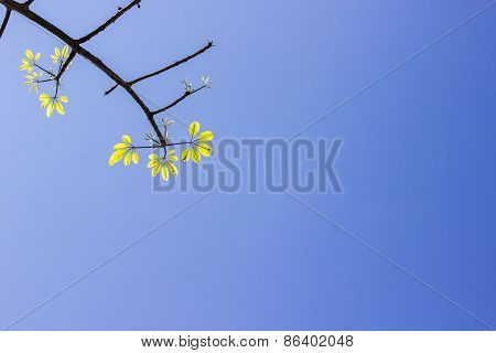 Spring New Green Twig Leaves Against Clear Blue Sky Background