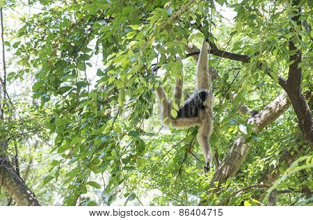 Monkey