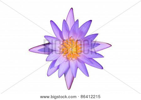 Beautiful Purple Water Lily Isolated on White Background