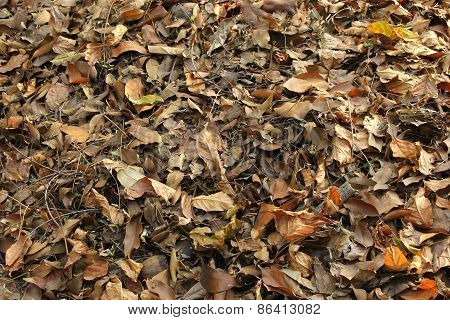 leaf debris on the forest floor