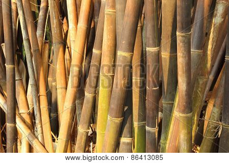 Horizontal Dense Bamboo Trees