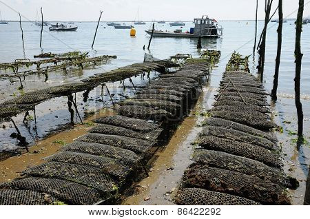 France, Oyster Farming On The Coast Of L Herbe