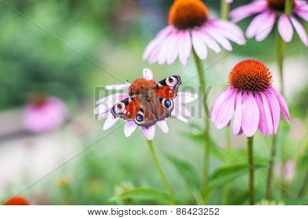 Peacock butterfly on the flower