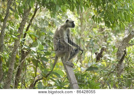 Hanuman Langur In Bardia, Nepal