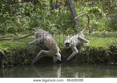 Semnopithecus entellus,  Semnopithecus entellus, hanuman langur drinking water at Bardia national pa