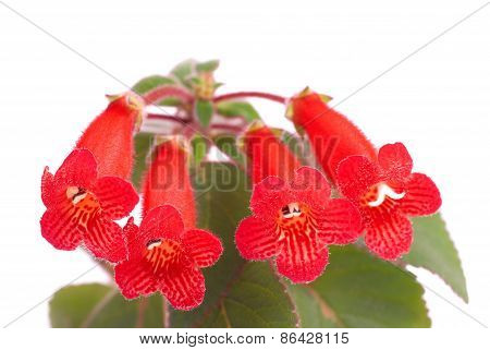 Red Flowers (kohleria Rongo)