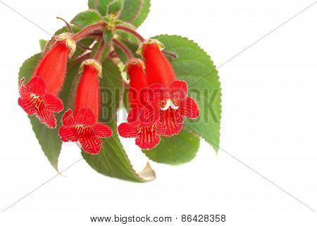 Red Flowers (kohleria Rongo)