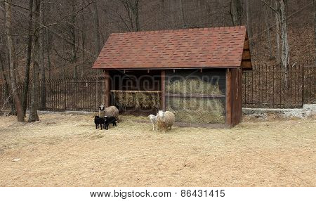 Family of sheeps