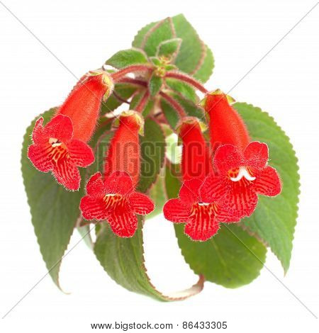 Red Flowers (kohleria Rongo)