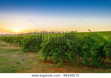 Wine valley