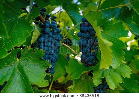 Wine valley