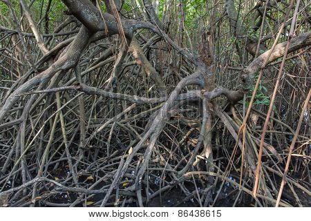 The Fruits Forest Mangrove