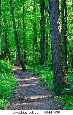forest trail