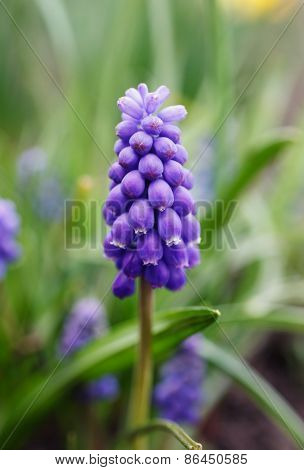 purple flower blooms