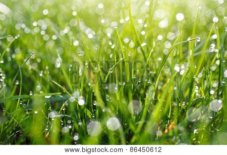 Green grass with water drops