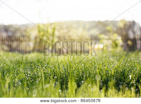 garden with grass