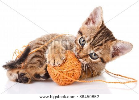 playful tabby kitten