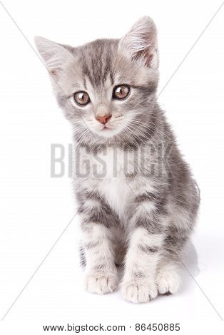 beautiful gray kitten