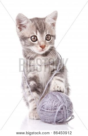 beautiful kitten with gray ball