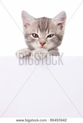 gray cat with white board