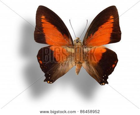 Butterfly Isolated On White.