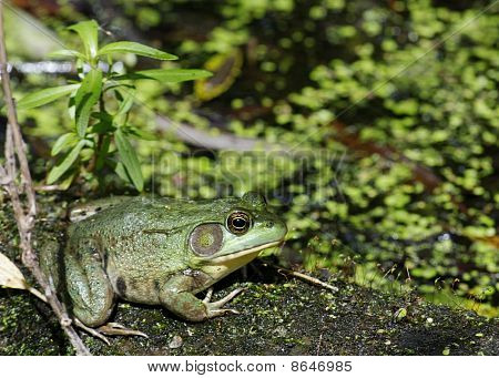 Bullfrog