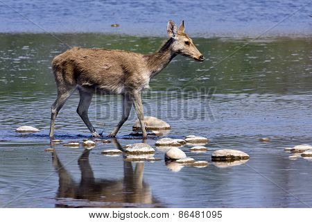 Cervus duvaucelii, swamp deer crossing the Karnali river, Bardia, Nepal