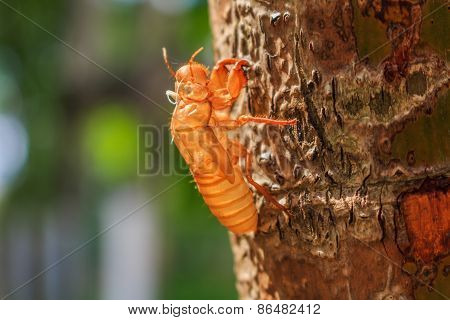 Cicada Slough