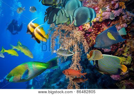 Tropical Fish and Coral Reef on Red Sea