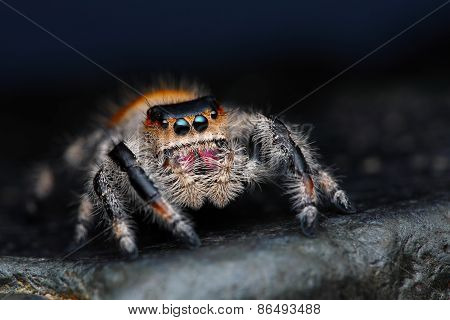 Close up of Phidippus regius jumping spider on the dark background