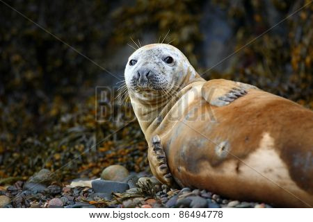Seal on the Skomer Island beach