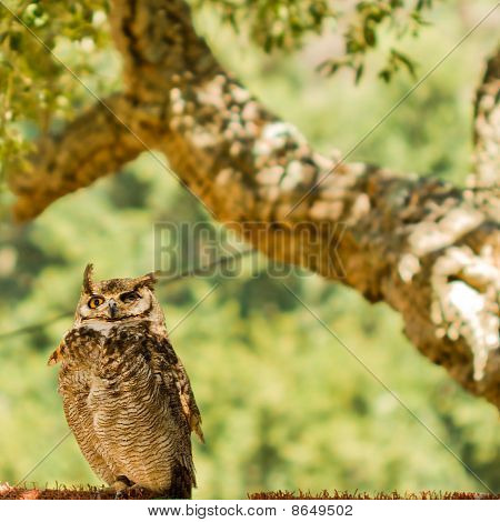 Owl