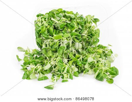 Green leaf of lettuce.
