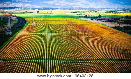 Winery Near Blenheim New Zealand. Picturesque Panoramic View In Autumn Color