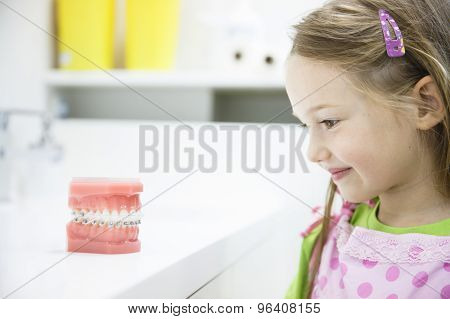 Little Girl Observing Model Of Human Jaw With Braces