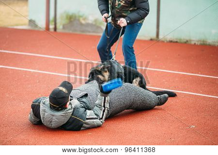 German shepherd dog training in Gomel Regional sports club and d