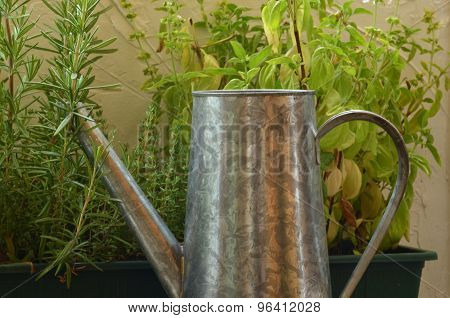 Rosemary basil and thyme on white background with watering can.