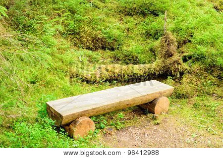 Bench In Nature