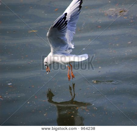 River Gull