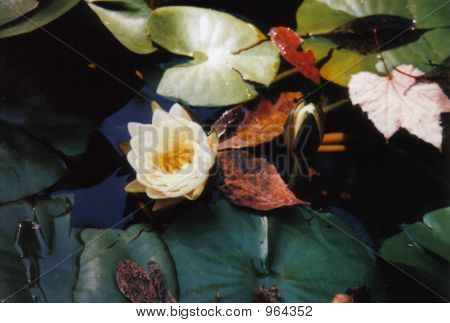 Lillypad
