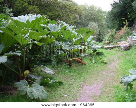 Foglie giganti su piante e Pathway