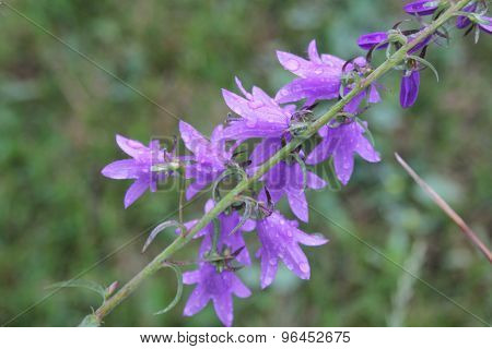 Harebell (Campanula rotundifolia)