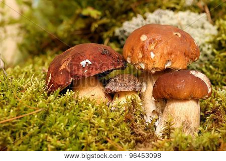 Mushrooms Bolete, fungus in the wild , Boletus pinophilus.