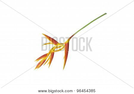 Heliconia latispatha flower with path on white background