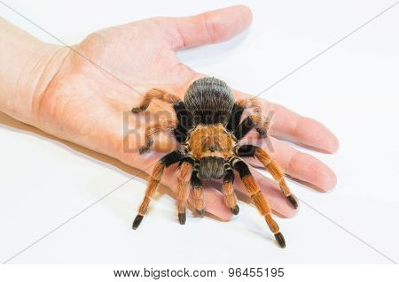 Tarantula