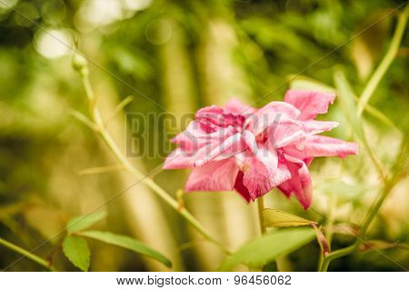Flor